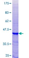 Human KLK15 / Kallikrein 15 Protein (Recombinant GST)