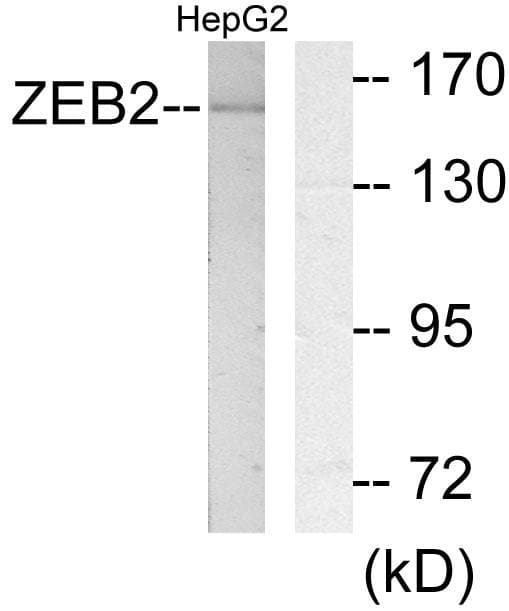 ZEB2 / SIP-1 Antibody