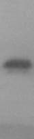 Human PINLYP Protein (Over-Expression Lysate Myc-DDK (Flag))
