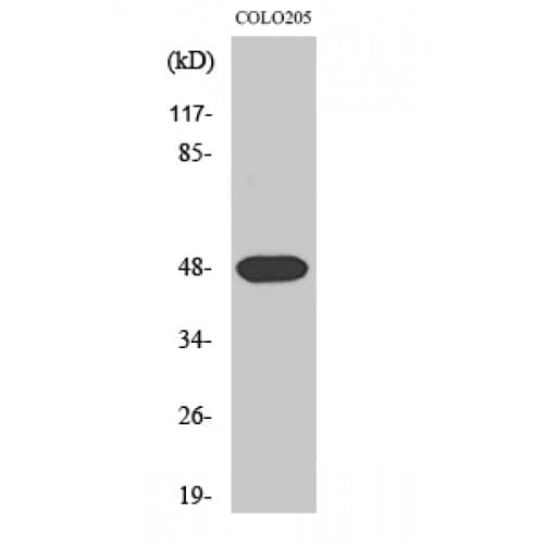 SYT11 Antibody (150-230 aa, Internal)