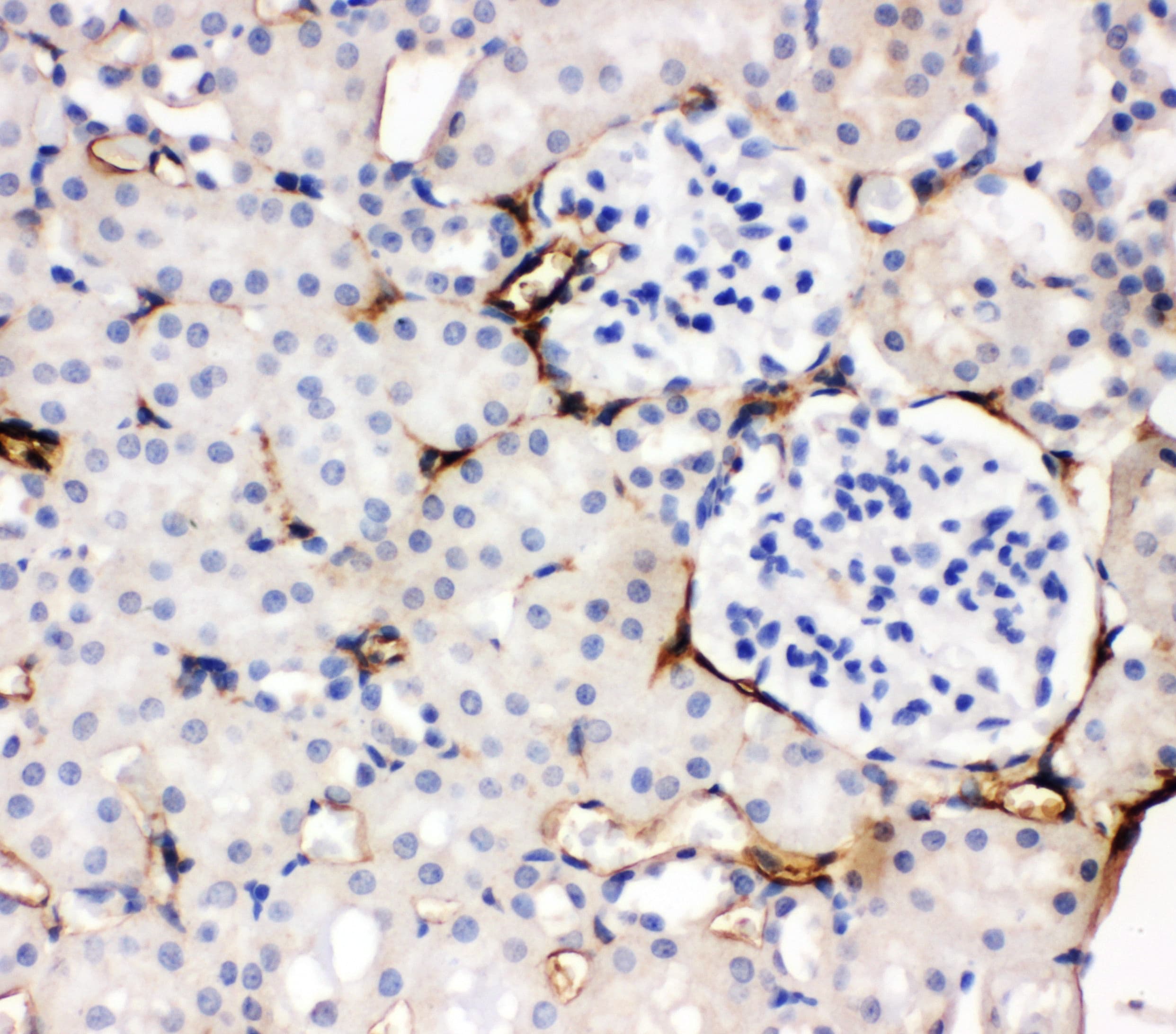 Adiponectin Antibody (aa19-244)