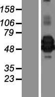 YKL39 / CHI3L2 Protein (Over-Expression Lysate Myc-DDK (Flag))