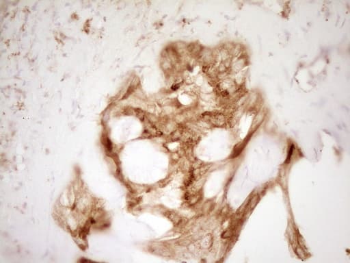 GRN / Granulin Antibody (aa327-593, clone OTI1F9)