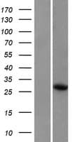 ARHU / RHOU Protein (Over-Expression Lysate Myc-DDK (Flag))