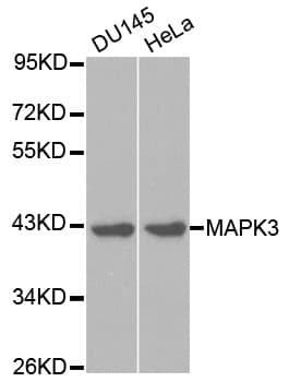Polyclonal Rabbit anti-Human MAPK3 / ERK1 Antibody (IHC, IF, WB)