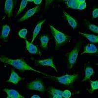 CASP9 / Caspase 9 Antibody