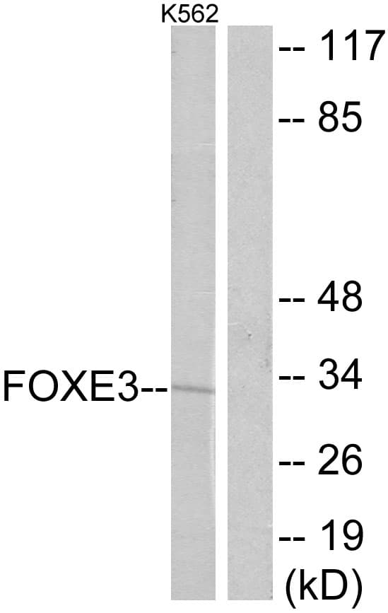 FOXE3 Antibody (aa81-130)