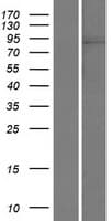 HIPK1 Protein (Over-Expression Lysate Myc-DDK (Flag))