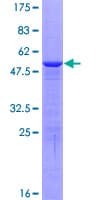 Human HMGB3 Protein (Recombinant GST)