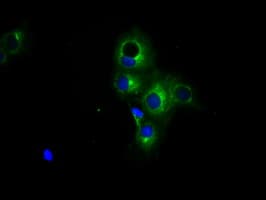 PRKAR2A Antibody (clone OTI1A7, Carrier-free)