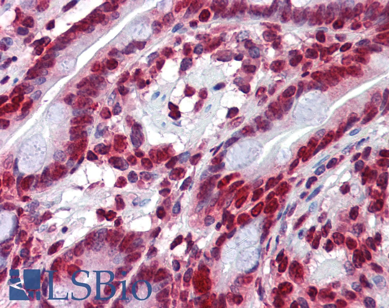 ARHU / RHOU Antibody (C-Terminus)