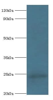 COQ7 Antibody (aa37-217)