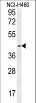 LAPTM5 Antibody (aa23-49)
