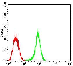 Monoclonal Mouse anti-Human CD53 Antibody (clone 1H2C7, IHC, WB)