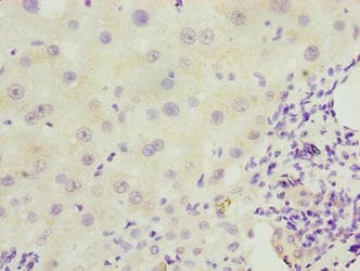 EFCAB12 / C3orf25 Antibody