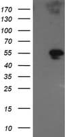 GORAB / SCYL1BP1 Antibody (clone OTI2E6)