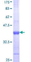 Human ITGAM / CD11b Protein (Recombinant GST, N-terminus)