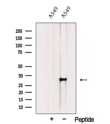 TMEM106B Antibody (aa54-83)