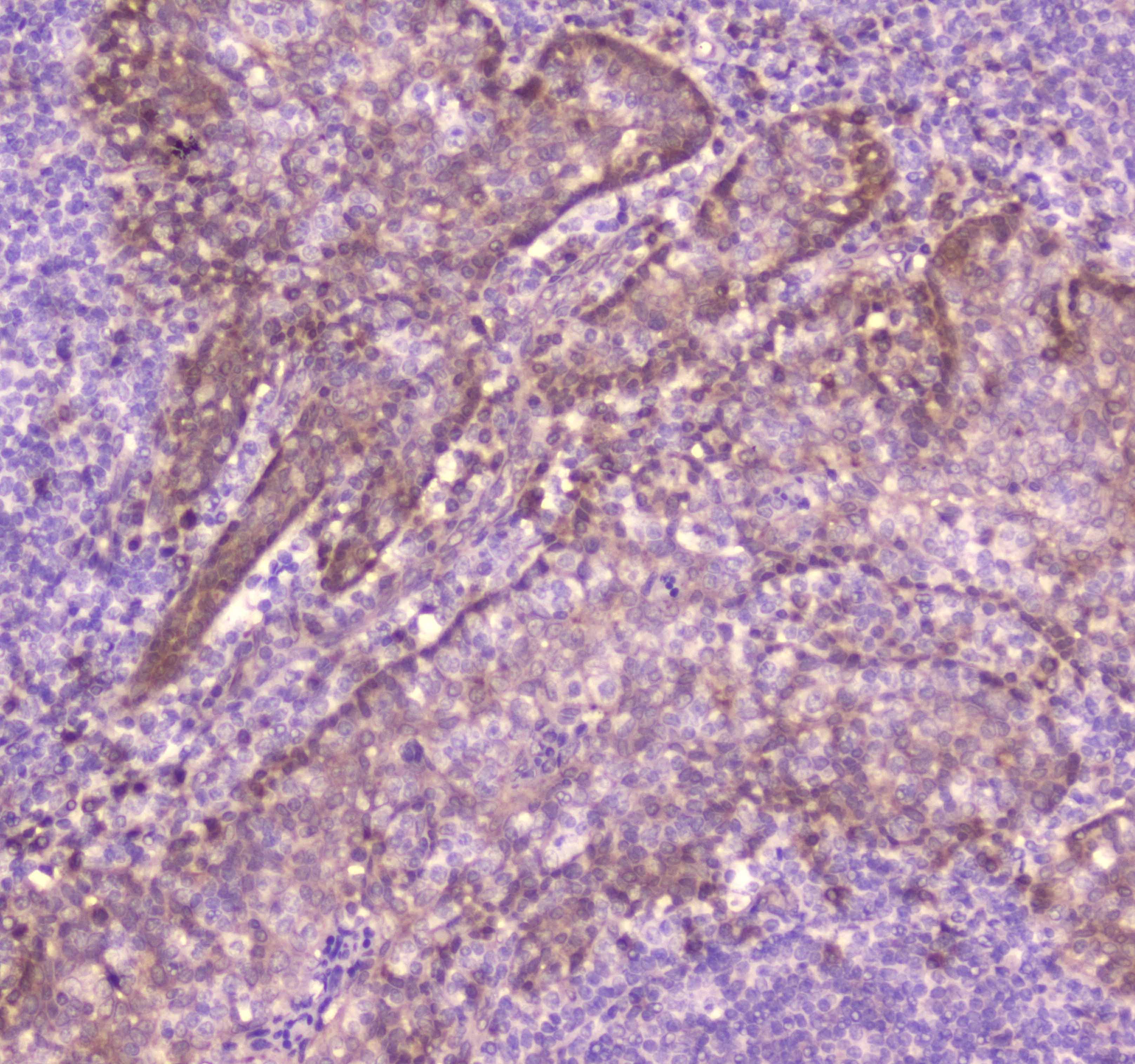 CD163 Antibody