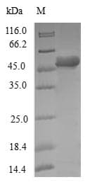 Human DCTN6 / Dynactin 6 Protein (Recombinant GST, N-terminus)