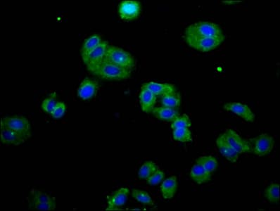 DOK7 Antibody