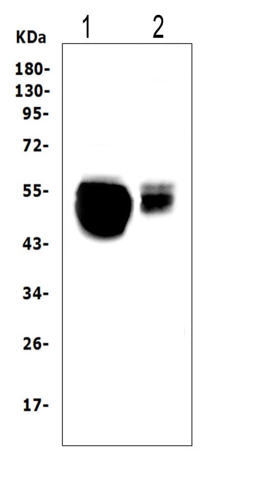 Polyclonal Rabbit anti-Mouse SLC10A1 / NTCP Antibody (aa296-336, IHC, WB)