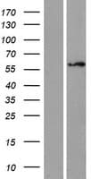 ZNF75 / ZNF75D Protein (Over-Expression Lysate Myc-DDK (Flag))