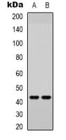 AP-1 / JUND Antibody (C-Terminus)