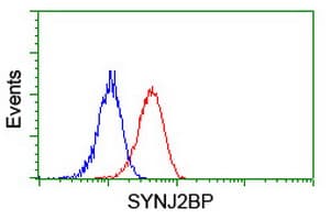 SYNJ2BP / OMP25 Antibody (clone OTI3A9)