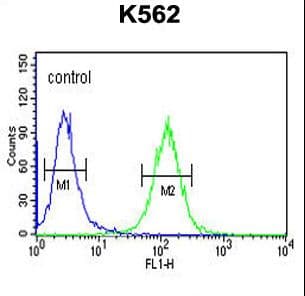 RTN4RL1 / NGRH2 Antibody (aa326-355)