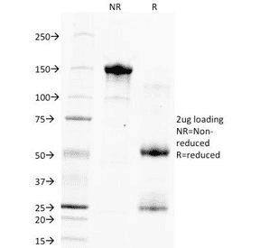 Hepatocyte Specific Antigen Antibody (clone HSA133, Azide-free, BSA-free)