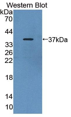 CANT1 Antibody (aa111-403, APC)