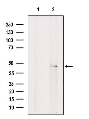PDGF-D Antibody