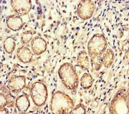 BUB1 Antibody