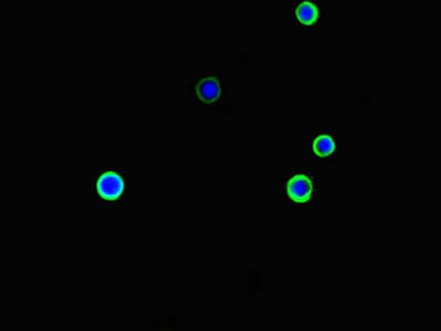 ARHGDIG / RHOGDI-3 Antibody