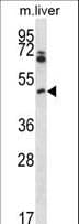 PIM1 / Pim-1 Antibody (aa343-372)