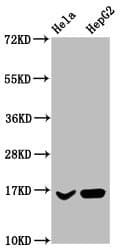 HIST1H3A Antibody