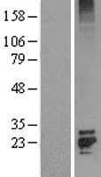 FGF7 / KGF Protein (Over-Expression Lysate Myc-DDK (Flag))