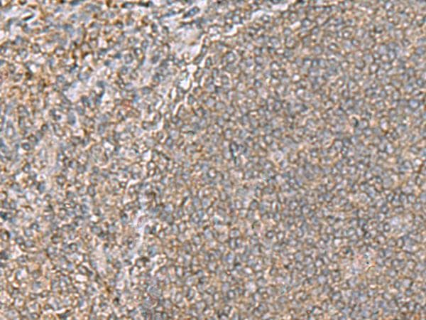 ARF5 Antibody
