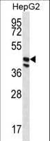 POFUT1 Antibody (aa344-373)