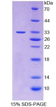 Dog TNFSF10 / TRAIL Protein (Recombinant His-T7)