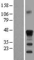 C/EBP Beta / CEBPB Protein (Over-Expression Lysate Myc-DDK (Flag))