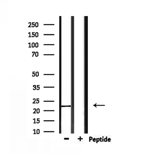FGF9 Antibody