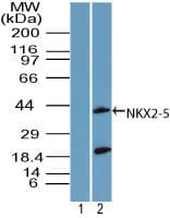 NKX2-5 Antibody (aa300-324)