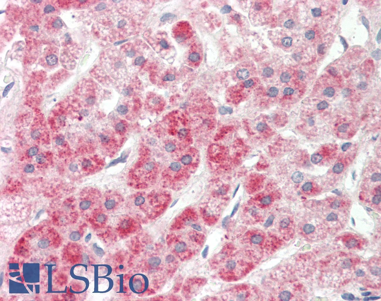 NPR2L / TUSC4 Antibody (N-Terminus)