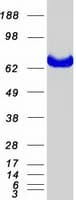 Human MTMR2 Protein (Recombinant Myc-DDK (Flag))