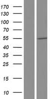 CDKL3 Protein (Over-Expression Lysate Myc-DDK (Flag))