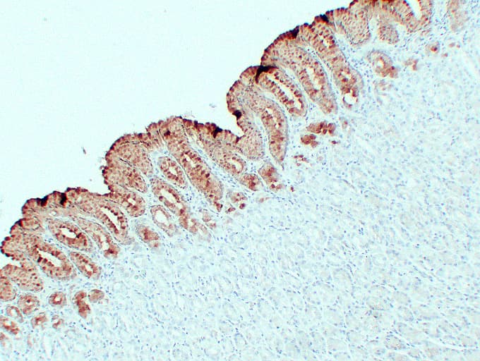 MUC5AC Antibody (clone ABT-MUC5AC)