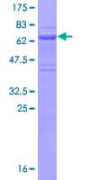 Human EAF2 / U19 Protein (Recombinant GST)