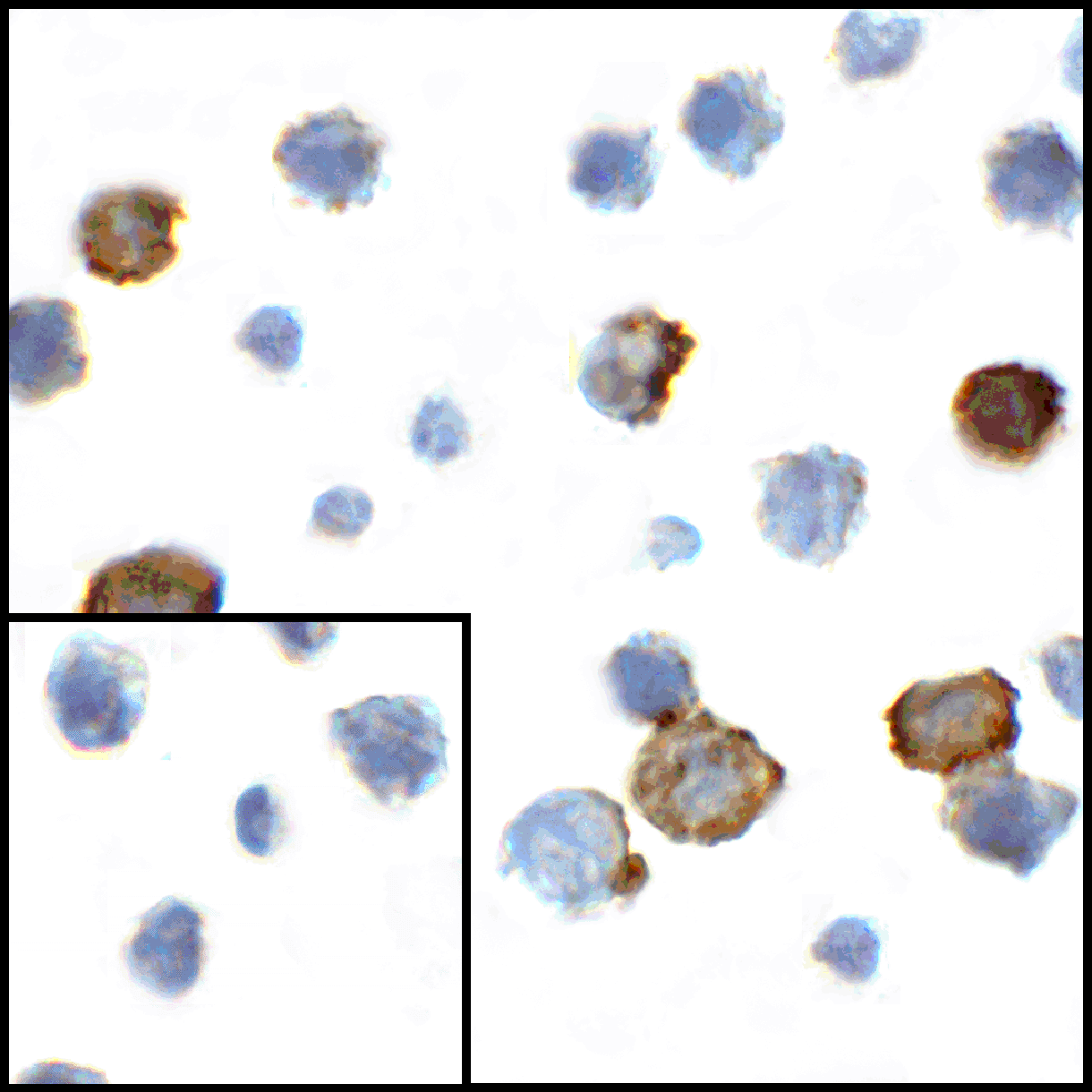 CD80 Antibody (clone 10A1)